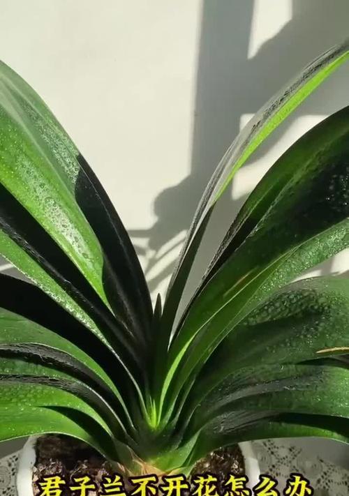 君子兰三度开花怎么办？如何处理多度开花？