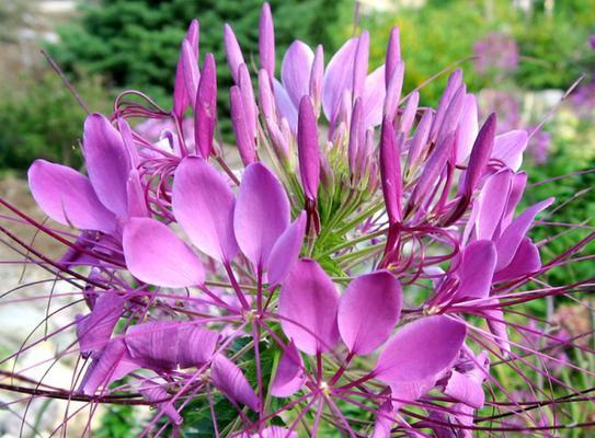 野生原木原桩植物花卉有哪些种类？