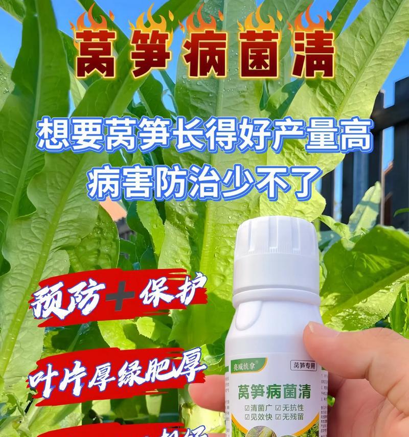 莴笋苗是什么时候播种？播种时间对莴笋生长的影响是什么？