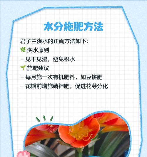 君子兰的正确养护方法是什么？应该放在哪里？