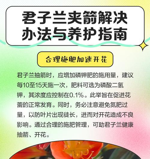 君子兰的正确养护方法是什么？应该放在哪里？