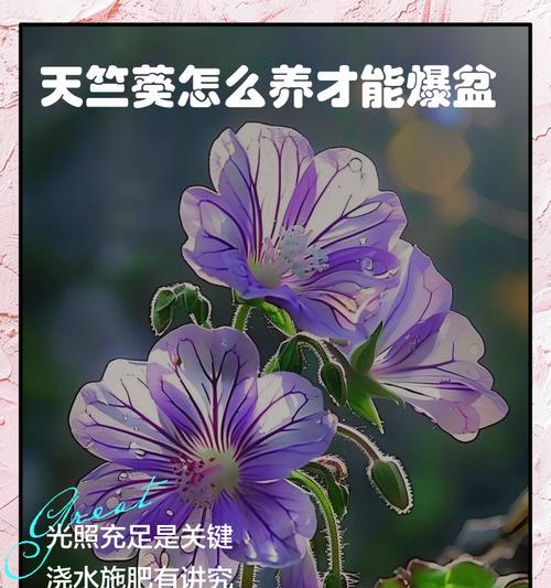 天竺葵夏季如何浇水？有哪些注意事项？