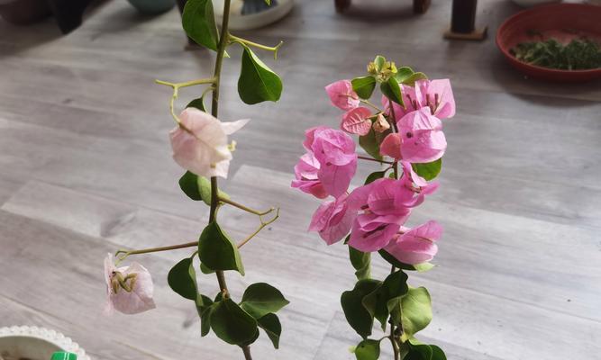 三角梅新芽修剪造型方法是什么？新芽如何修剪才能造型？