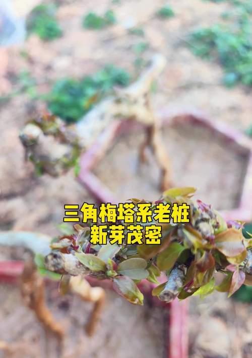 三角梅新芽修剪造型方法是什么？新芽如何修剪才能造型？