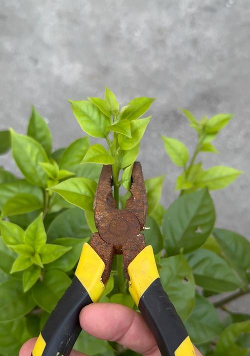 三角梅新芽修剪造型方法是什么？新芽如何修剪才能造型？