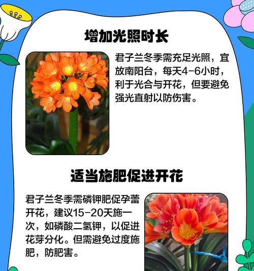 大叶宽叶君子兰的正确养护方法是什么？