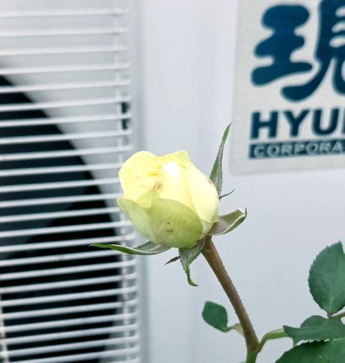 花月季的正确养护方法是什么？