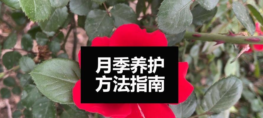 花月季的正确养护方法是什么？
