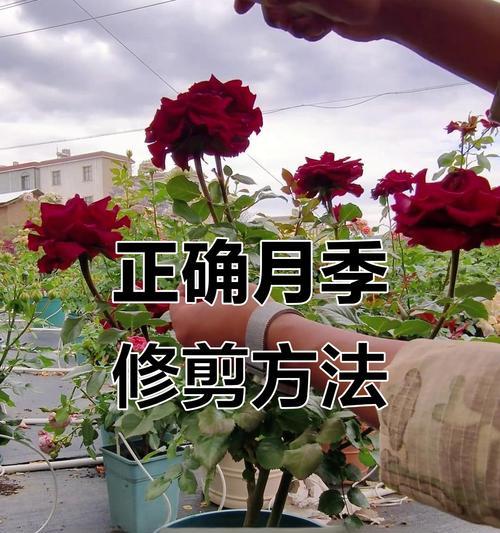 花月季的正确养护方法是什么？