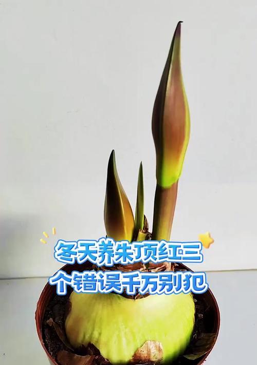 朱顶红总是养不好是什么原因？如何改善？