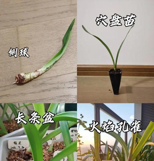 朱顶红总是养不好是什么原因？如何改善？