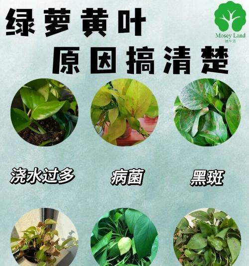 槟榔叶子黄斑问题如何解决？