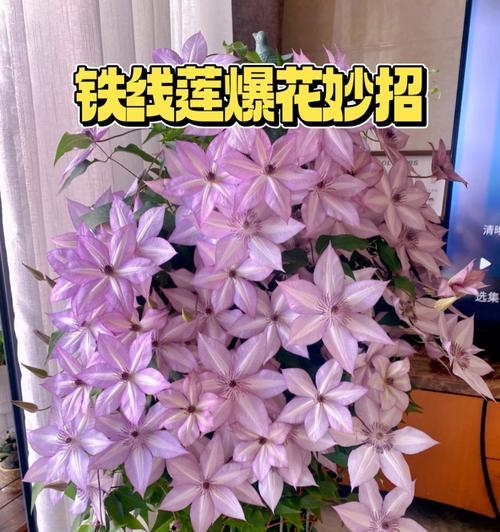 套盆地栽铁线莲小苗的正确养护方法是什么？