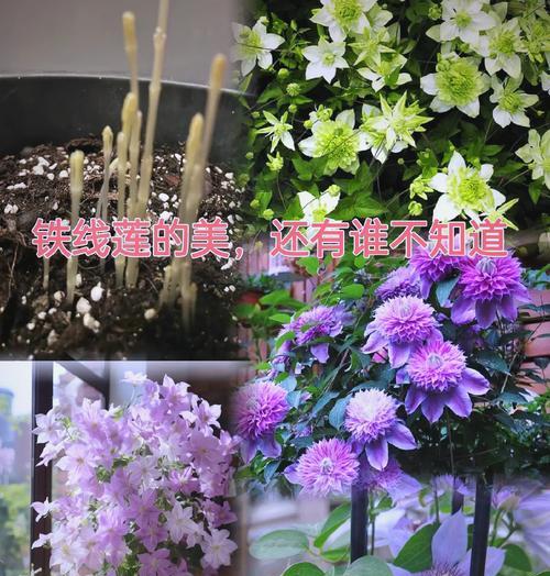 套盆地栽铁线莲小苗的正确养护方法是什么？