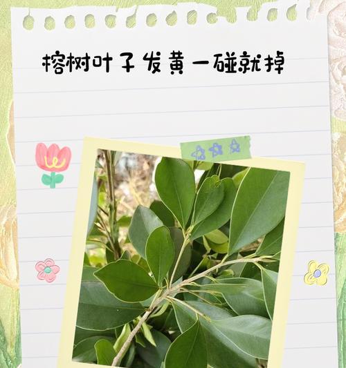 黄金榕叶子发黄的解决方法是什么？
