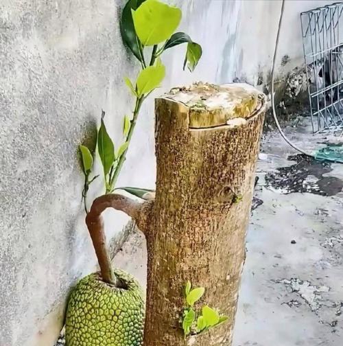 菠萝蜜苗的正确浇水方法是什么？有哪些注意事项？