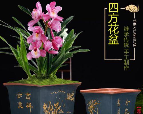 在阳台花盆种什么花最好？有哪些推荐？