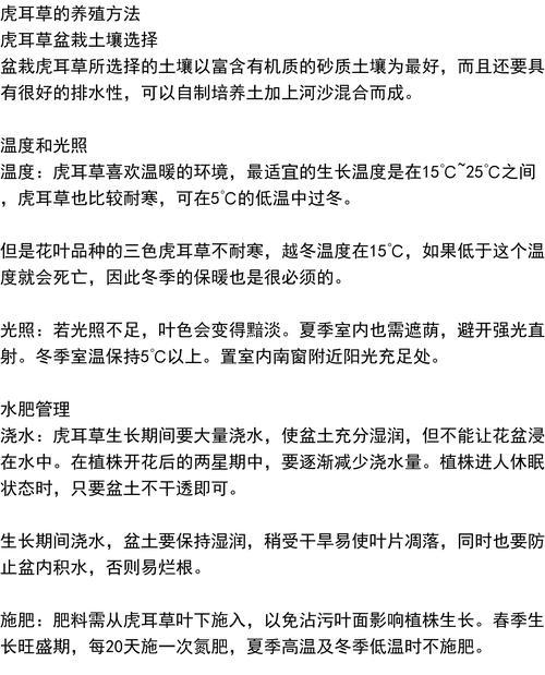 虎耳草文人盆景的养护方法是什么？