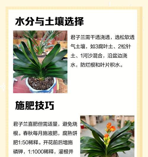 君子兰切开有什么好处？切开后的处理方法是什么？