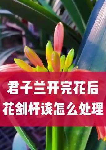 君子兰切开有什么好处？切开后的处理方法是什么？