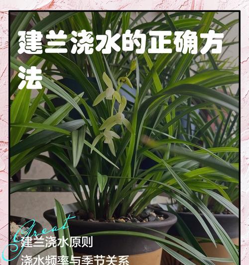 毛细根植物应该如何正确浇水？