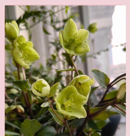 毛细根植物应该如何正确浇水？
