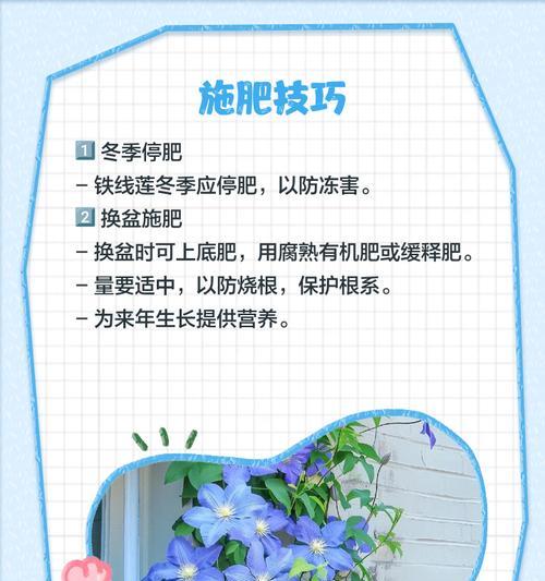 夏季盆栽铁线莲浇水需要注意什么？如何正确浇水？