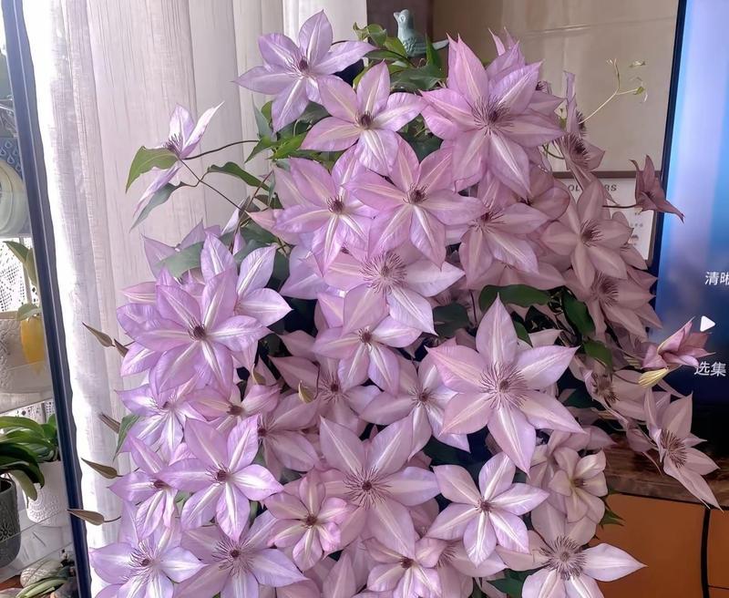 夏季盆栽铁线莲浇水需要注意什么？如何正确浇水？
