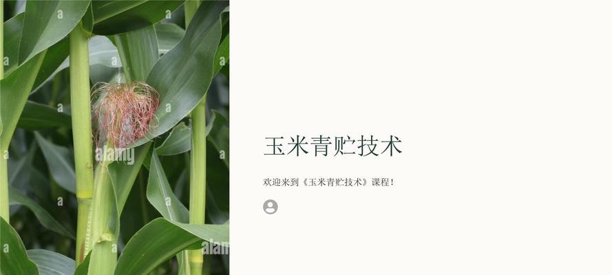 青储玉米栽培过程中有哪些技术要点？