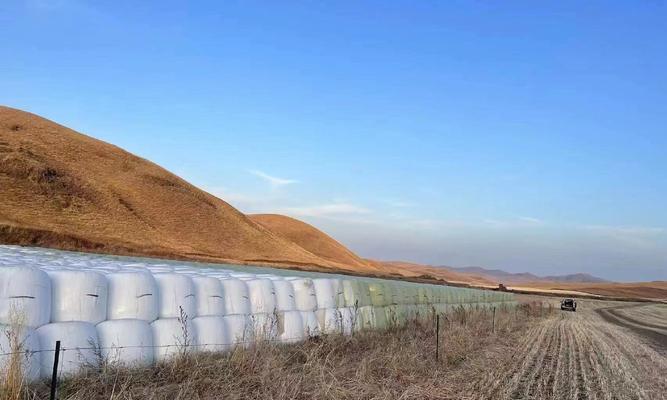 青储玉米栽培过程中有哪些技术要点？