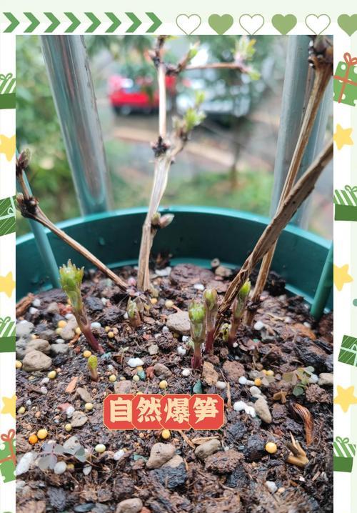 铁线莲修剪的正确方法是什么？