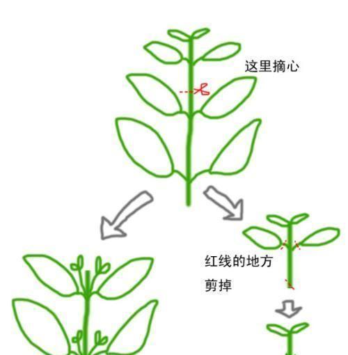 奶昔天竺葵的养护方法是什么？