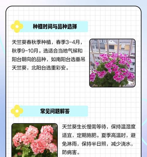 奶昔天竺葵的养护方法是什么？