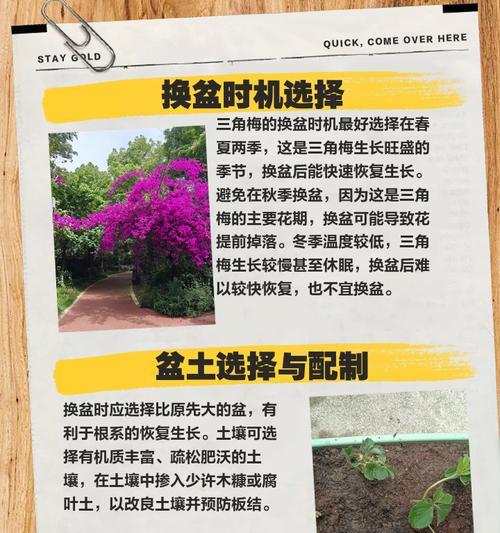 三角梅拿回来种植的步骤是什么？