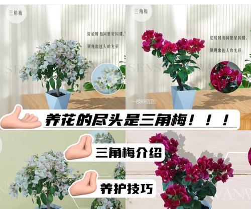 三角梅拿回来种植的步骤是什么？