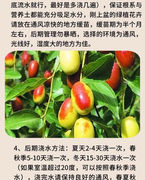 冬枣树幼树叶子发黄的处理措施？如何确保冬枣树健康成长？