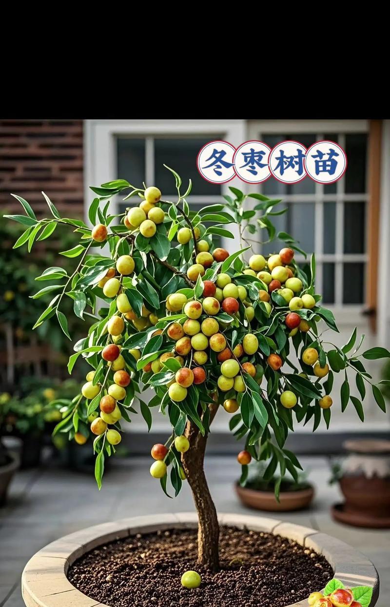 冬枣树幼树叶子发黄的处理措施？如何确保冬枣树健康成长？