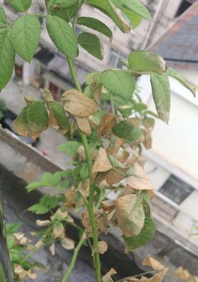 蔷薇叶子发黄不长？如何解决蔷薇生长问题？