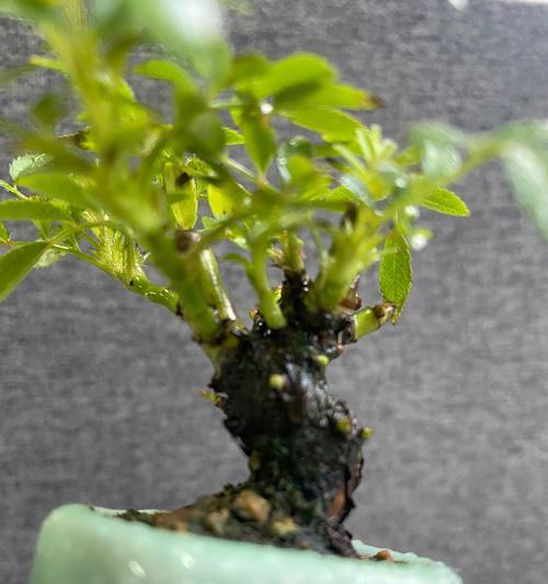 蔷薇叶子发黄不长？如何解决蔷薇生长问题？