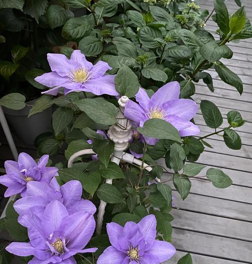 铁线莲如何养护才能开花？需要注意什么？