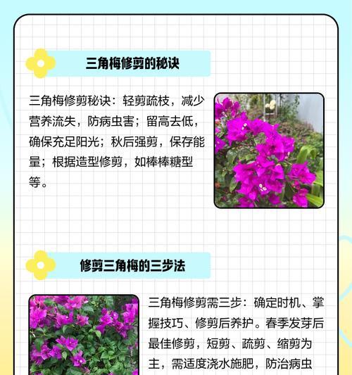 三角梅修剪技巧是什么？如何确保剪枝成功？