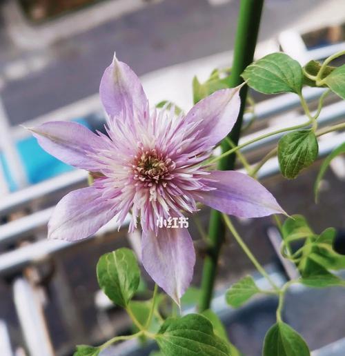 铁线莲初花卷边的原因是什么？