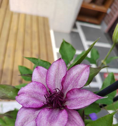铁线莲初花卷边的原因是什么？