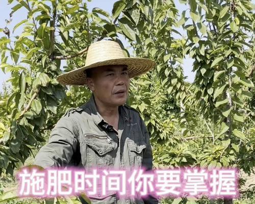秋梢施肥有哪些技巧？如何正确施肥？