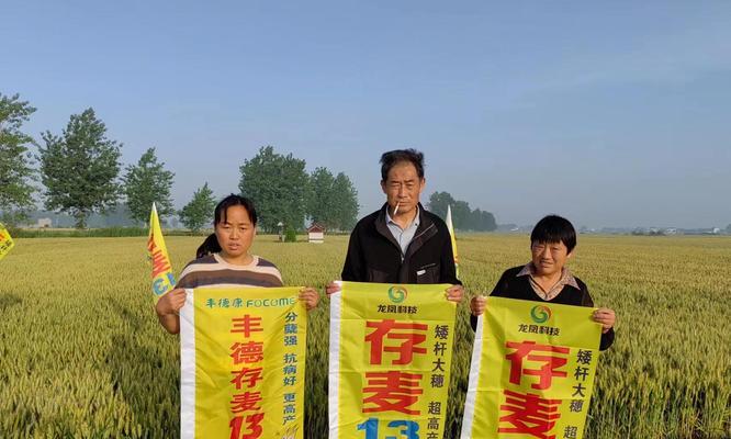 众信麦的最佳播种时间是什么时候？