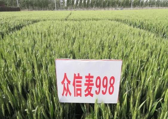 众信麦的最佳播种时间是什么时候？