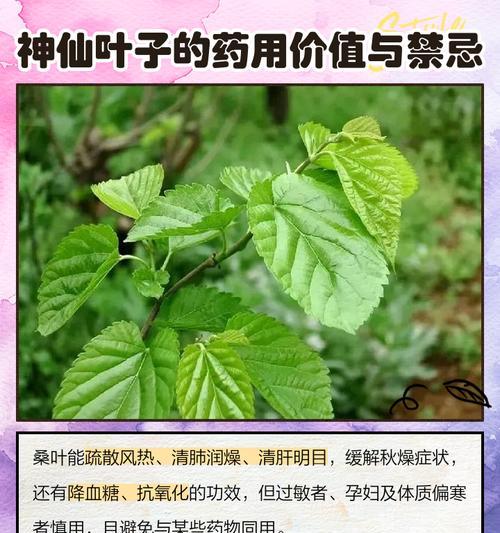 桑树叶子春天发黄如何处理？有哪些有效措施？