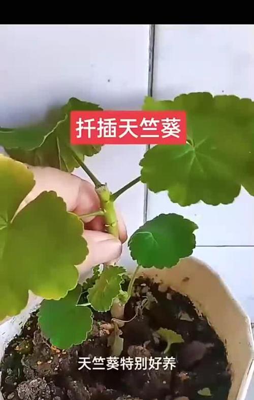 扦插苗天竺葵的养护方法是什么？如何促进生根？