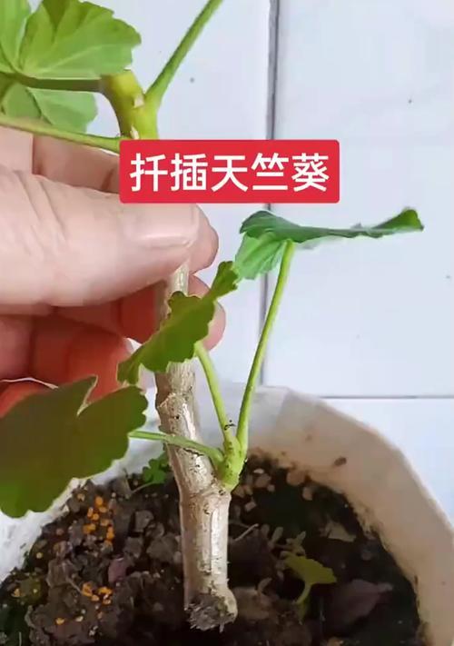 扦插苗天竺葵的养护方法是什么？如何促进生根？
