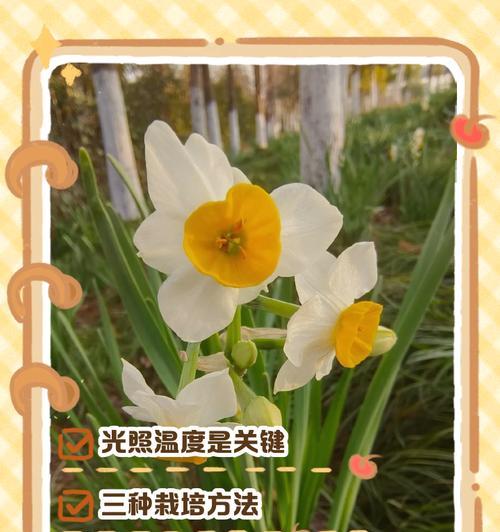 水仙花的栽培技术要点是什么？